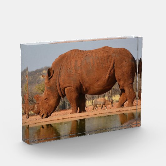 Rhino met modder op de huid foto (Links)