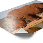 Rhino met modder op de huid foto afdruk (Hoek)