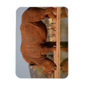 Rhino met modder op de huid foto magneet (Verticaal)