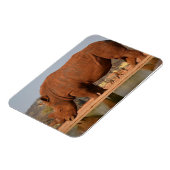 Rhino met modder op de huid foto magneet (Linkerzijde)