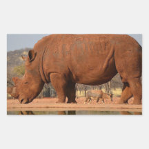 Rhino met modder op de huid