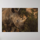 RHINO WILDE DIEREN POSTER (Voorkant)