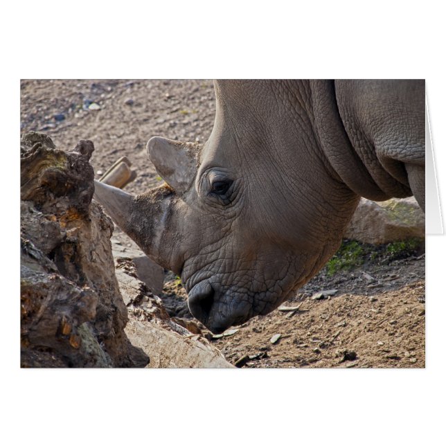 Rhinoceros (Voorkant Horizontaal)