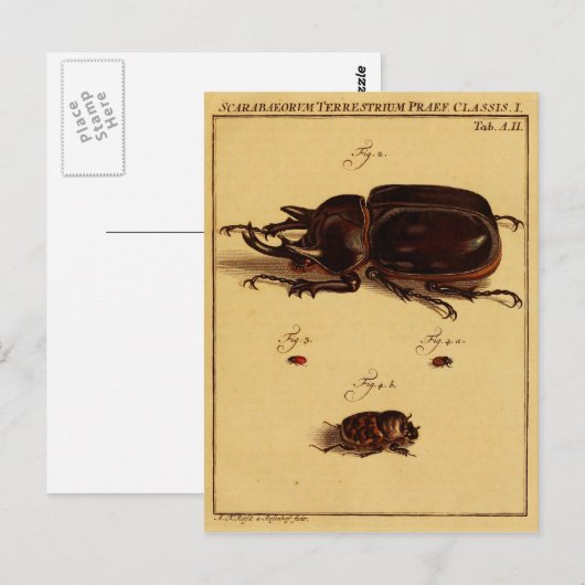 Rhinoceros Beetles Briefkaart (Voorkant / Achterkant)