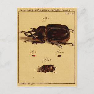Rhinoceros Beetles Briefkaart