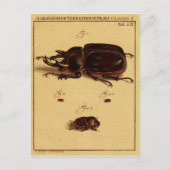 Rhinoceros Beetles Briefkaart (Voorkant)