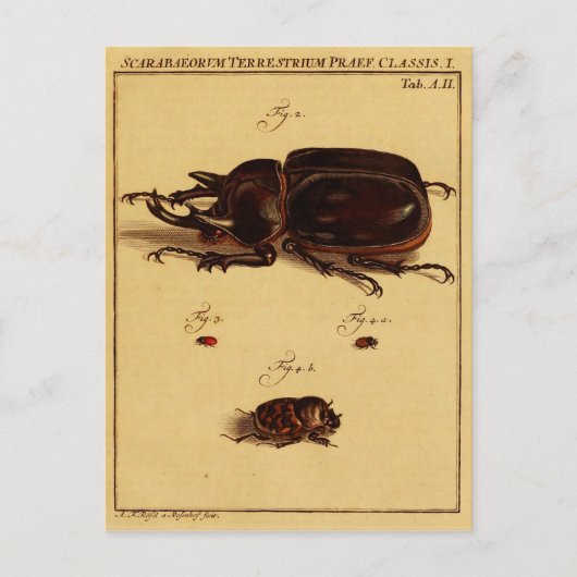 Rhinoceros Beetles Briefkaart (Voorkant)