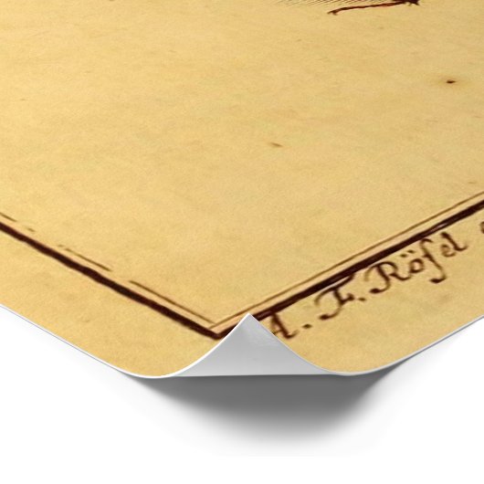 Rhinoceros Beetles Poster (Hoek)