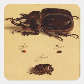 Rhinoceros Beetles Vierkante Sticker