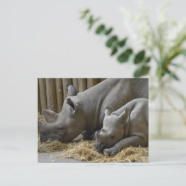 Rhinoceros   briefkaart