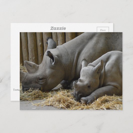 Rhinoceros   briefkaart (Voorkant / Achterkant)