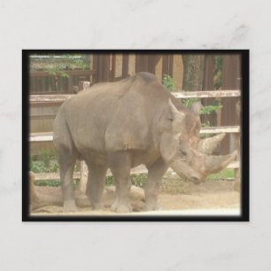 Rhinoceros Briefkaart