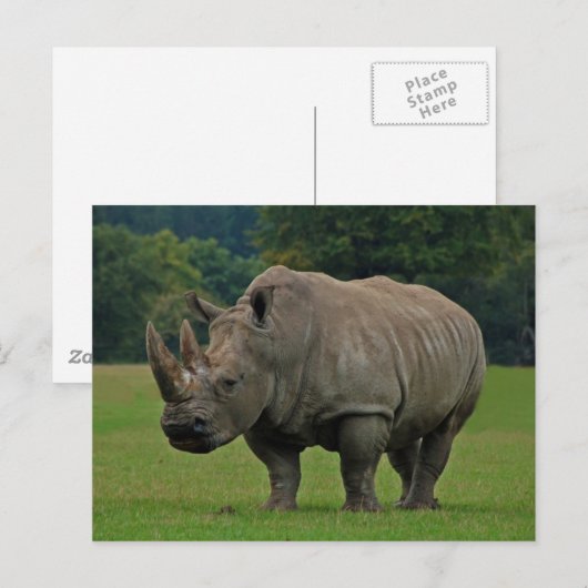 Rhinoceros briefkaart (Voorkant / Achterkant)