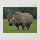 Rhinoceros briefkaart (Voorkant)