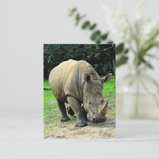 Rhinoceros Briefkaart (Staand voorkant)