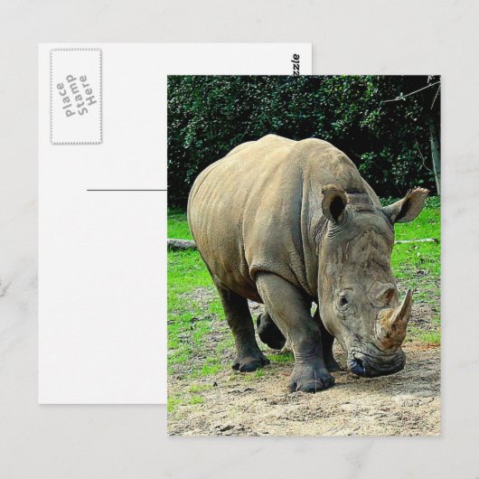 Rhinoceros Briefkaart (Voorkant / Achterkant)
