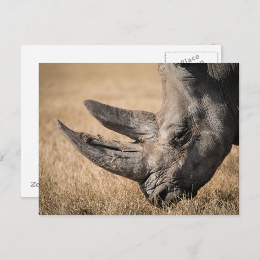 Rhinoceros Briefkaart (Voorkant / Achterkant)