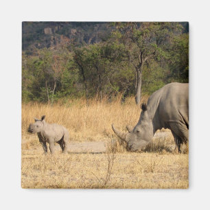 Rhinoceros Family Square Magnte Magneet