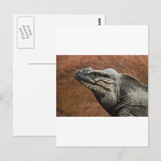 Rhinoceros Iguana Briefkaart (Voorkant / Achterkant)