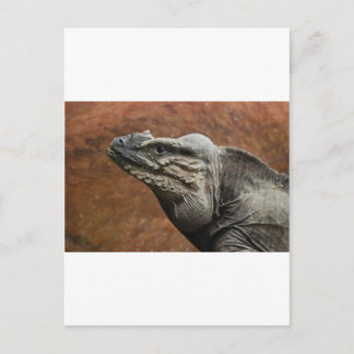 Rhinoceros Iguana Briefkaart