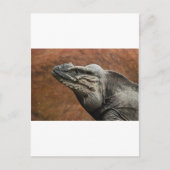 Rhinoceros Iguana Briefkaart (Voorkant)