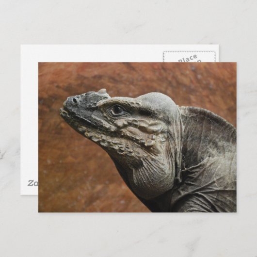 Rhinoceros Iguana Briefkaart (Voorkant / Achterkant)
