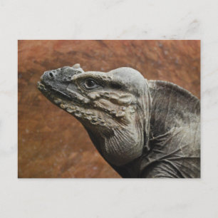 Rhinoceros Iguana Briefkaart