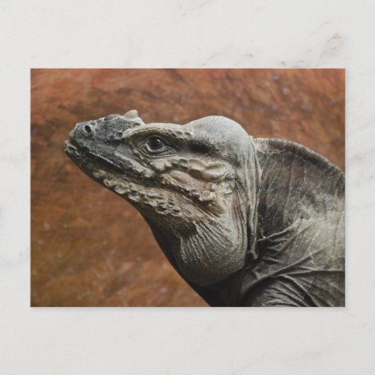 Rhinoceros Iguana Briefkaart (Voorkant)