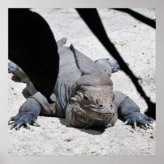 Rhinoceros Iguana Poster (Voorkant)