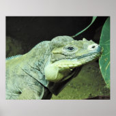 Rhinoceros Iguana Poster (Voorkant)