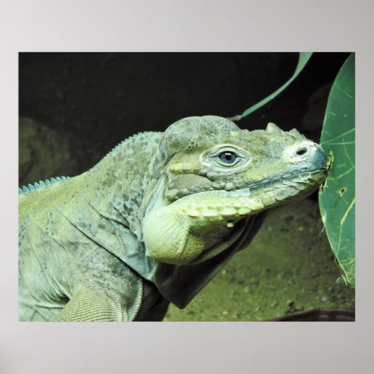 Rhinoceros Iguana Poster (Voorkant)