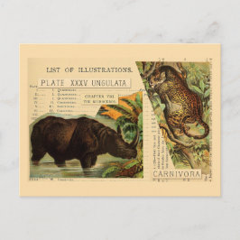 Rhinoceros Jaguar Dierlijke Illustraties Briefkaart
