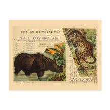 Rhinoceros Jaguar Dierlijke Illustraties