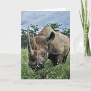 Rhinoceros  Kenia Kaart