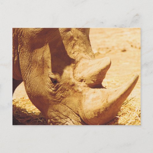 Rhinoceros Love Briefkaart (Voorkant)