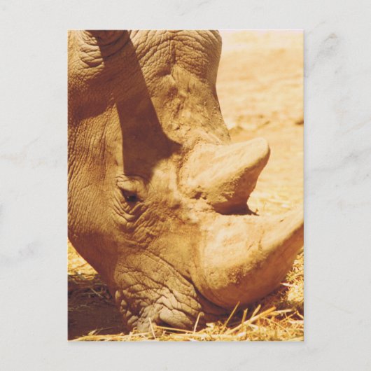 Rhinoceros Love Briefkaart (Voorkant)