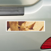 Rhinoceros Love Bumpersticker (Op auto)
