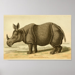  Rhinoceros Natuurgeschiedenis Afdrukken Poster