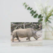 Rhinoceros op de vlucht bij de dierentuin van Auck Briefkaart (Staand voorkant)