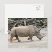 Rhinoceros op de vlucht bij de dierentuin van Auck Briefkaart (Voorkant / Achterkant)
