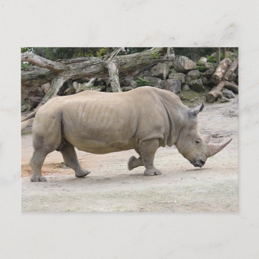 Rhinoceros op de vlucht bij de dierentuin van Auck Briefkaart (Voorkant)