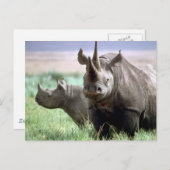 Rhinoceros op het Briefkaart Serengeti (Voorkant / Achterkant)