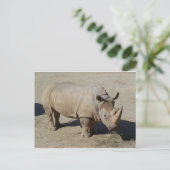 Rhinoceros Rhino, volledig lichaam Briefkaart (Staand voorkant)