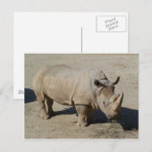 Rhinoceros Rhino, volledig lichaam Briefkaart (Voorkant / Achterkant)