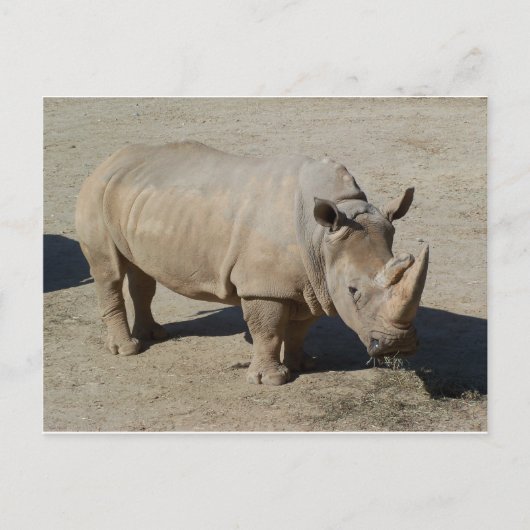 Rhinoceros Rhino, volledig lichaam Briefkaart (Voorkant)