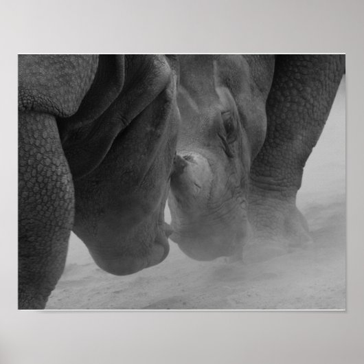 Rhinoceros Settling Poster (Voorkant)