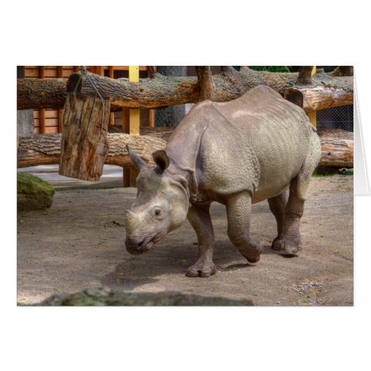 Rhinoceros unicornis (Voorkant Horizontaal)