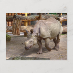 Rhinoceros unicornis briefkaart