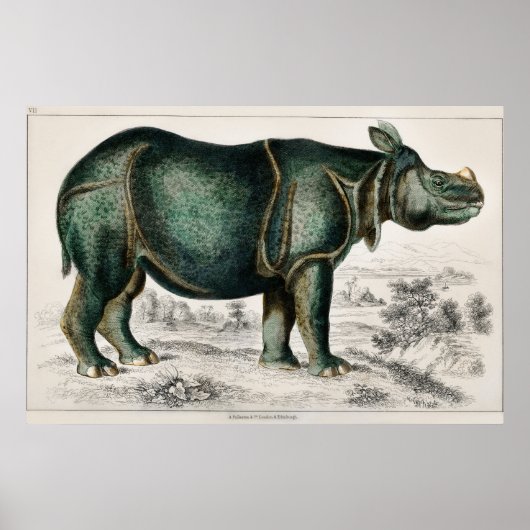 Rhinoceros van Oliver Goldsmith Poster (Voorkant)