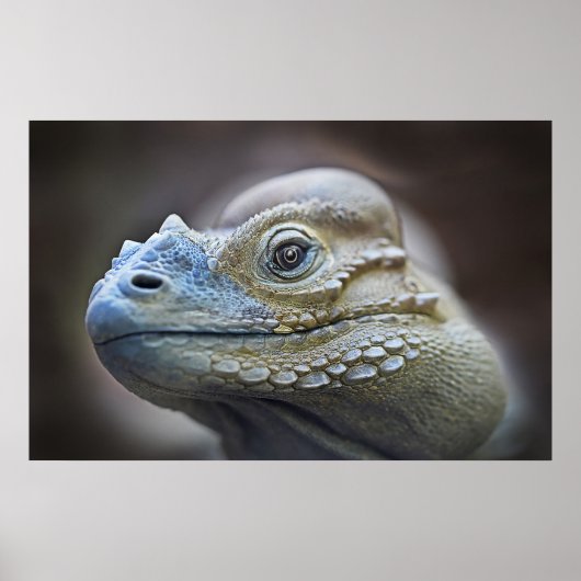 RHINOCERUS IGUANA, CARIBBEAN POSTER (Voorkant)